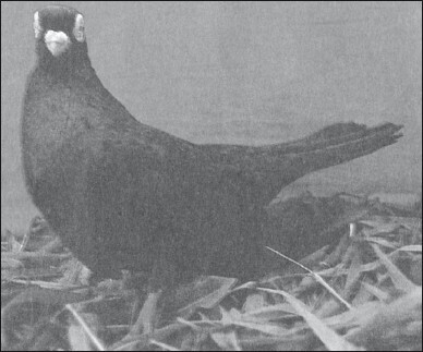 Мясные голуби и домашнее голубеводство - i_052.jpg