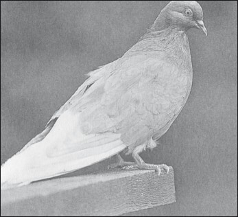 Мясные голуби и домашнее голубеводство - i_053.jpg