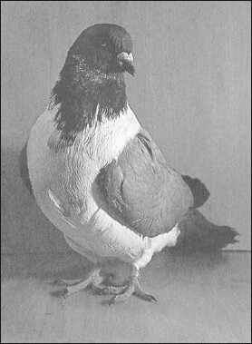 Мясные голуби и домашнее голубеводство - i_054.jpg