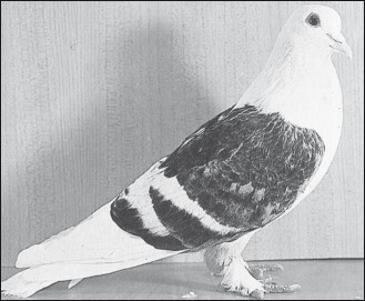 Мясные голуби и домашнее голубеводство - i_055.jpg