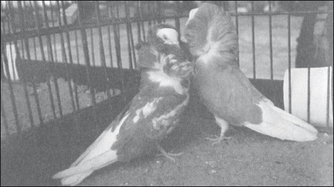 Мясные голуби и домашнее голубеводство - i_056.jpg