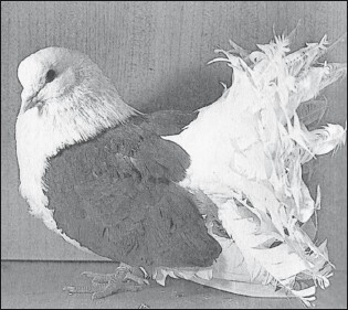 Мясные голуби и домашнее голубеводство - i_057.jpg