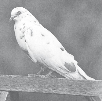 Мясные голуби и домашнее голубеводство - i_058.jpg