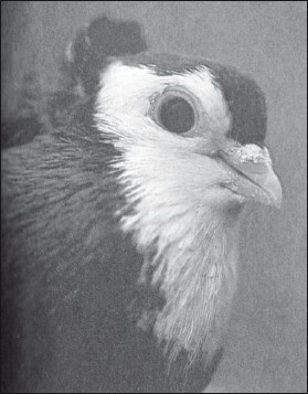 Мясные голуби и домашнее голубеводство - i_059.jpg