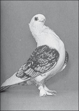 Мясные голуби и домашнее голубеводство - i_060.jpg