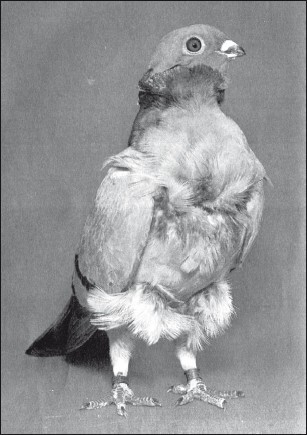 Мясные голуби и домашнее голубеводство - i_061.jpg