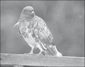 Мясные голуби и домашнее голубеводство - i_062.jpg