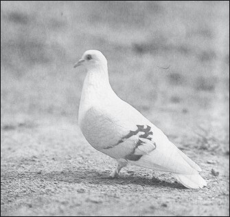 Мясные голуби и домашнее голубеводство - i_063.jpg