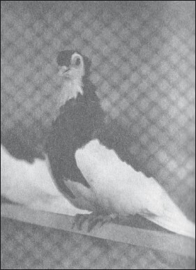 Мясные голуби и домашнее голубеводство - i_064.jpg