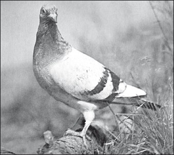 Мясные голуби и домашнее голубеводство - i_065.jpg