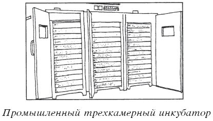 Разведение домашней птицы на ферме и приусадебном участке - i_018.jpg