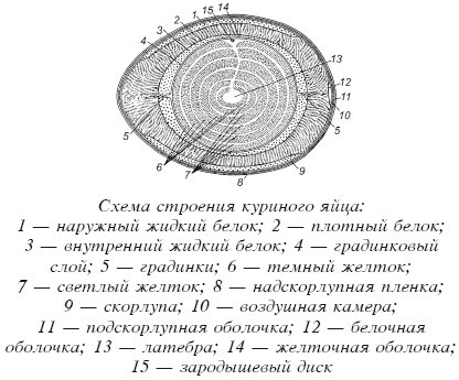 Разведение домашней птицы на ферме и приусадебном участке - i_047.jpg