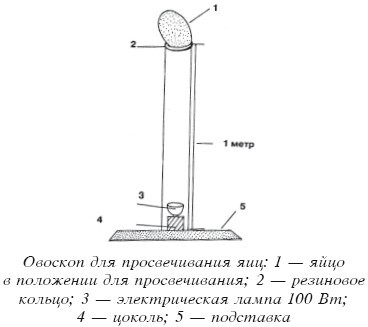 Разведение домашней птицы на ферме и приусадебном участке - i_048.jpg