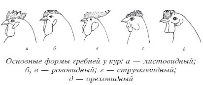 Разведение домашней птицы на ферме и приусадебном участке - i_049.jpg