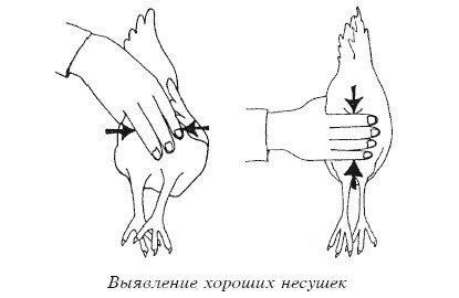 Разведение домашней птицы на ферме и приусадебном участке - i_050.jpg