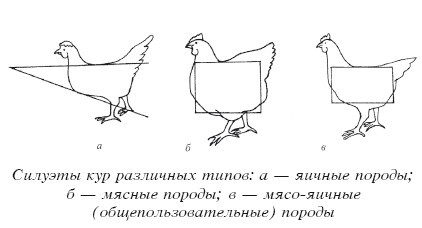 Разведение домашней птицы на ферме и приусадебном участке - i_051.jpg