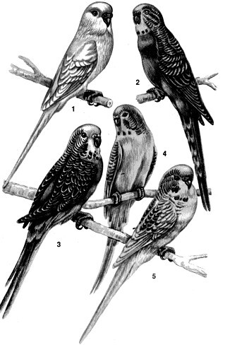 Разведение и содержание волнистых попугайчиков - i_012.jpg