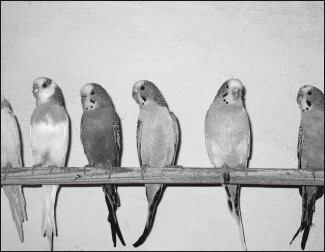 Разведение и содержание волнистых попугайчиков - i_013.jpg