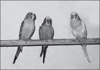 Разведение и содержание волнистых попугайчиков - i_014.jpg