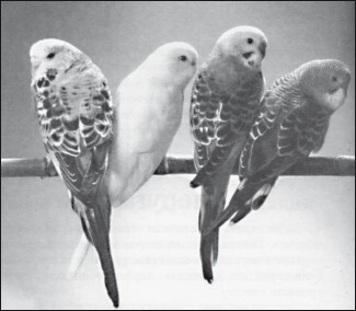 Разведение и содержание волнистых попугайчиков - i_015.jpg