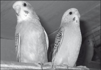 Разведение и содержание волнистых попугайчиков - i_016.jpg