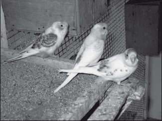 Разведение и содержание волнистых попугайчиков - i_017.jpg