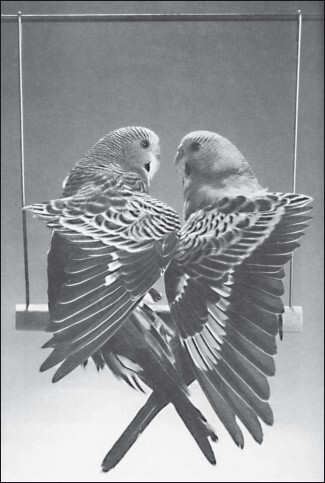 Разведение и содержание волнистых попугайчиков - i_019.jpg