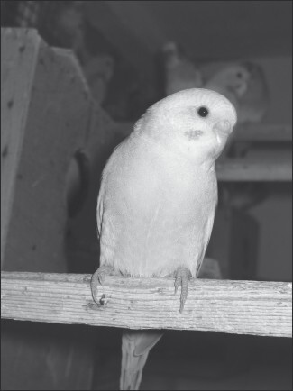 Разведение и содержание волнистых попугайчиков - i_021.jpg