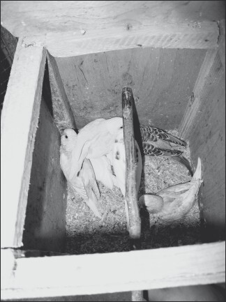 Разведение и содержание волнистых попугайчиков - i_025.jpg