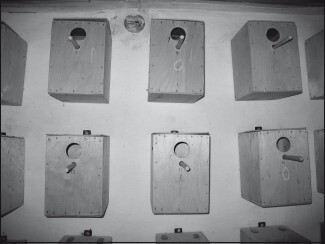 Разведение и содержание волнистых попугайчиков - i_026.jpg