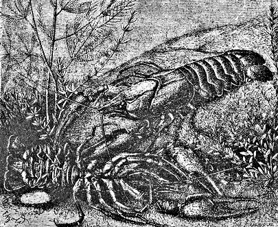 Разведение раков - i_003.jpg