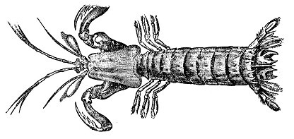 Разведение раков - i_004.jpg