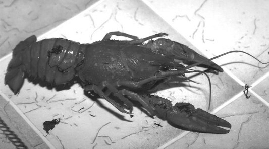 Разведение раков - i_005.jpg