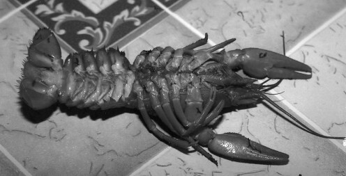 Разведение раков - i_006.jpg