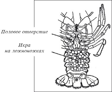 Разведение раков - i_008.jpg