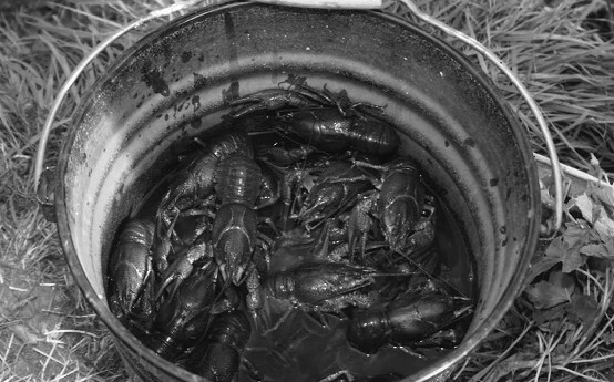 Разведение раков - i_012.jpg