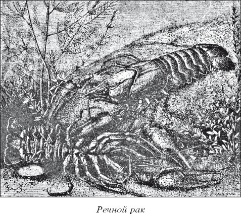Разведение рыбы, раков и домашней птицы - i_034.jpg