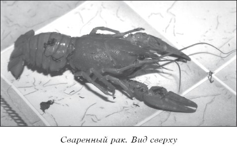 Разведение рыбы, раков и домашней птицы - i_035.jpg