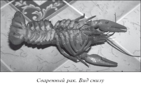 Разведение рыбы, раков и домашней птицы - i_036.jpg