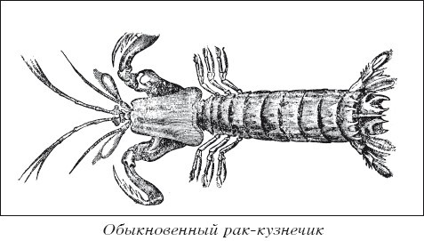 Разведение рыбы, раков и домашней птицы - i_037.jpg