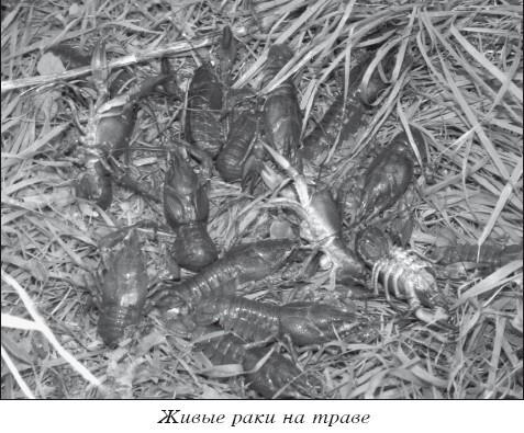 Разведение рыбы, раков и домашней птицы - i_038.jpg