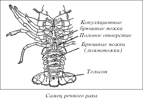 Разведение рыбы, раков и домашней птицы - i_039.jpg