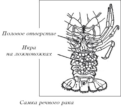 Разведение рыбы, раков и домашней птицы - i_040.jpg