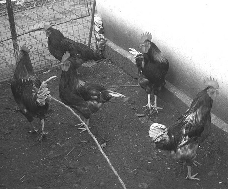 Разведение рыбы, раков и домашней птицы - i_062.jpg