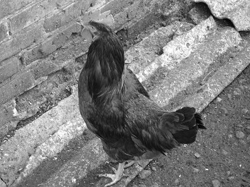 Разведение рыбы, раков и домашней птицы - i_063.jpg