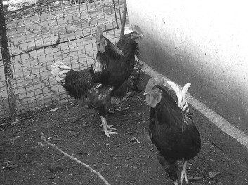 Разведение рыбы, раков и домашней птицы - i_064.jpg