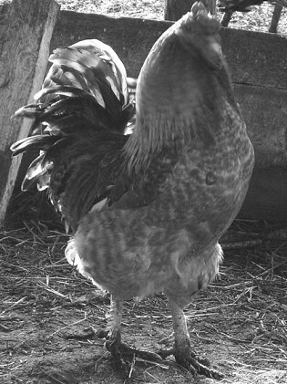 Разведение рыбы, раков и домашней птицы - i_065.jpg