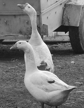 Разведение рыбы, раков и домашней птицы - i_066.jpg