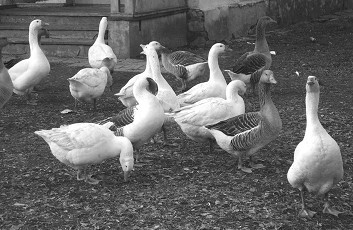 Разведение рыбы, раков и домашней птицы - i_067.jpg