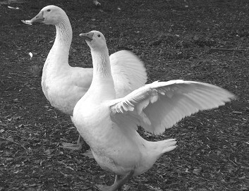 Разведение рыбы, раков и домашней птицы - i_068.jpg